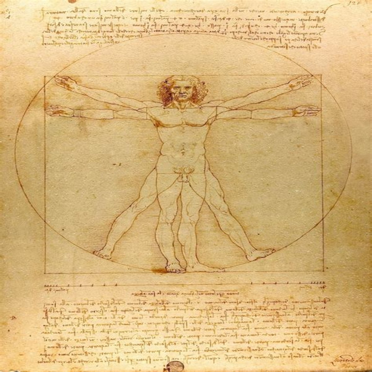 The "Vitruvian Man" Da Vinci